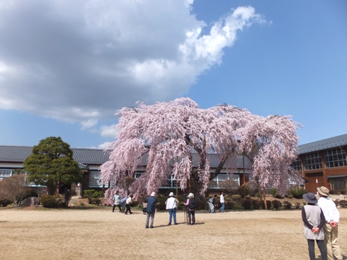 杵原学校の桜Ⅰ_e0124493_1794250.jpg