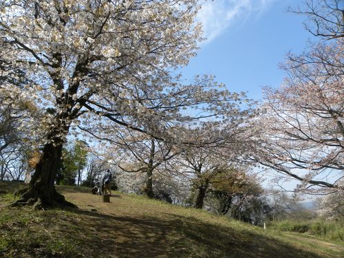 お花見散歩・山_a0102794_1512388.jpg