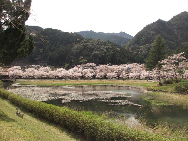 今日が桜まつりだったけど_a0193698_18474183.jpg