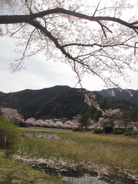 今日が桜まつりだったけど_a0193698_18503799.jpg