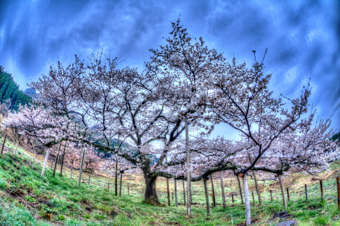 桜花情景 in 観音桜_e0135098_801980.jpg