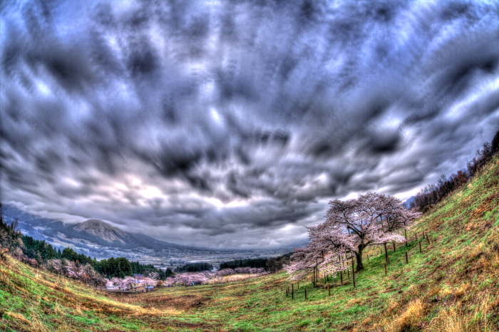 桜花情景 in 観音桜_e0135098_812879.jpg