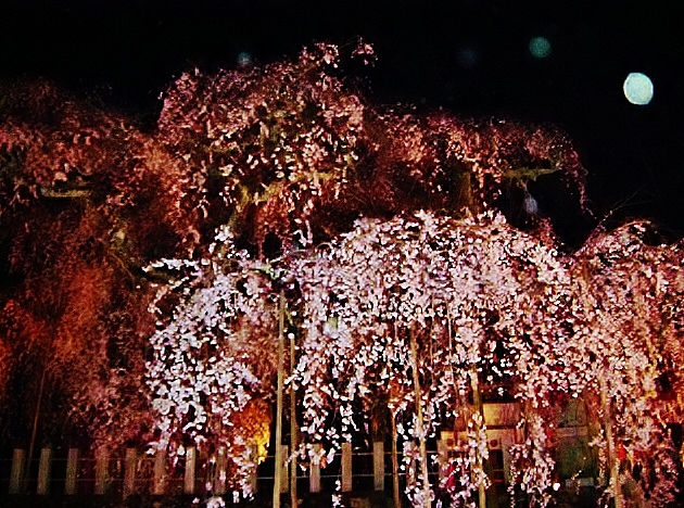 夜桜／諏訪神社・小川_f0148098_23514610.jpg