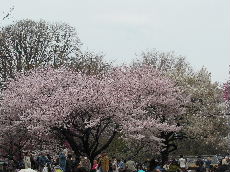 お花見♪ (Apr. 8 2013)_c0088402_23103028.jpg