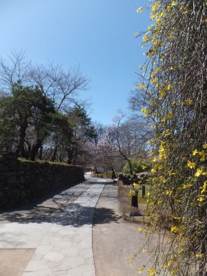 小諸市懐古園の桜の開花情報（平成２５年４月７日ソメイヨシノ開花より４月２８日まで）_e0304702_1805394.jpg