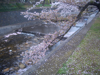 美術散歩・観桜散歩　＠京都・西宮_b0044404_1338429.jpg