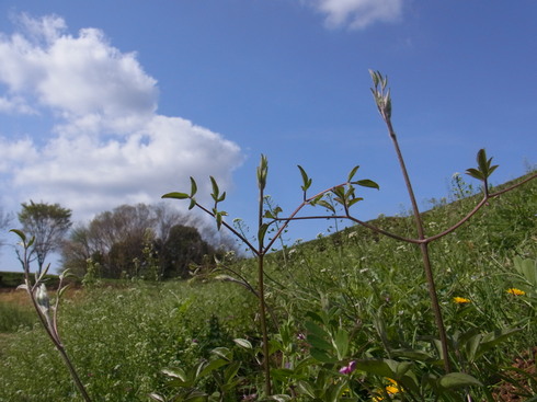 d0251807_1825599.jpg