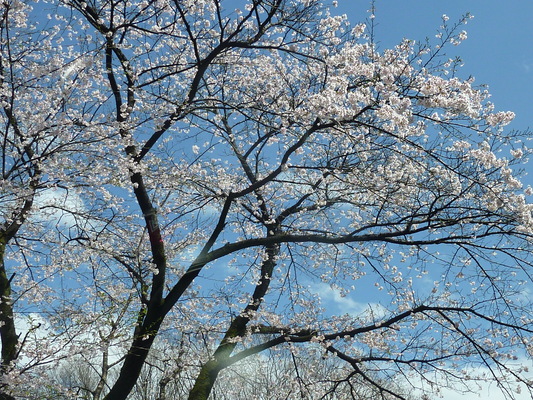 千本桜へお花見_a0156508_21223282.jpg