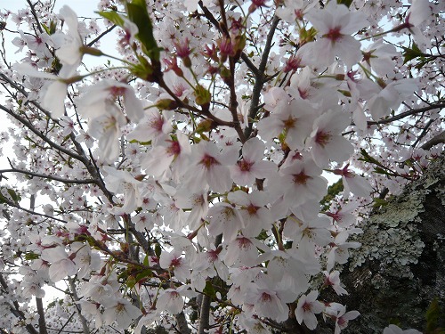 有馬の桜❀_f0223914_223486.jpg