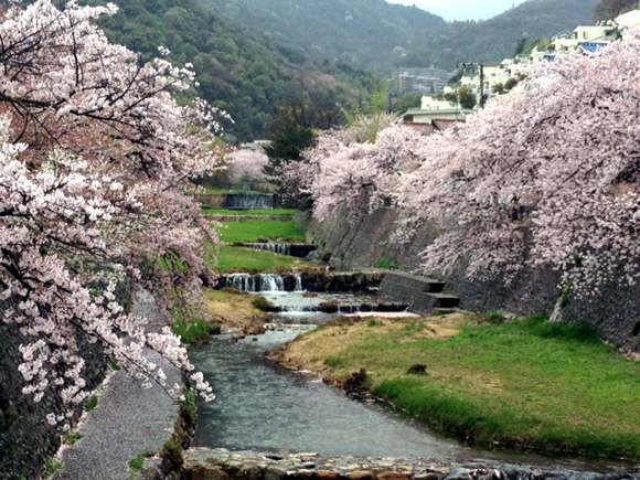 嵐の中のお花見_e0083517_234949.jpg