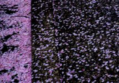e0255026_23132687.gif