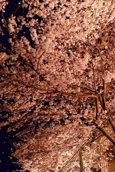 夜桜通\'13 (7)_c0182231_21254952.jpg