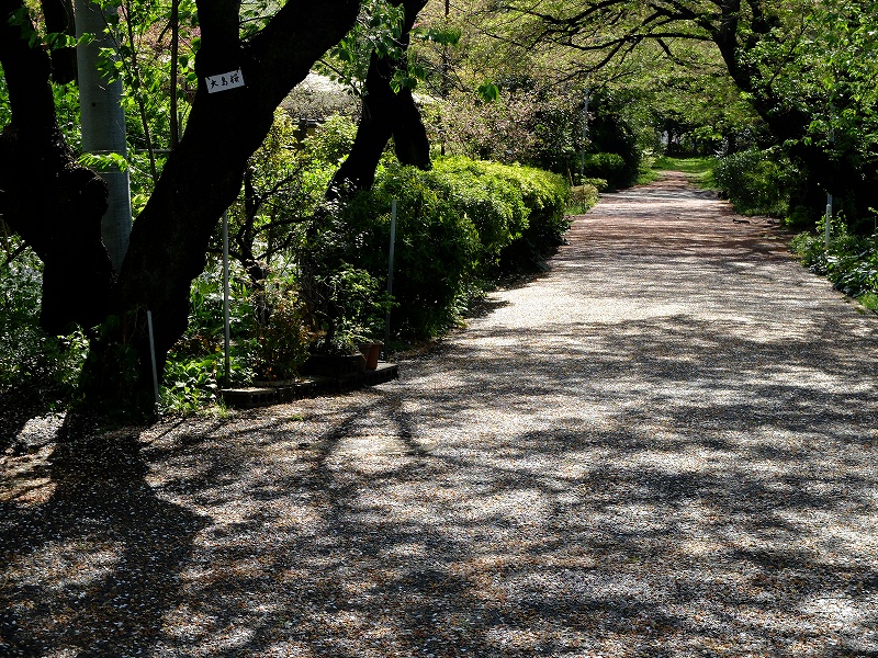 嵐が去って_f0050534_832615.jpg