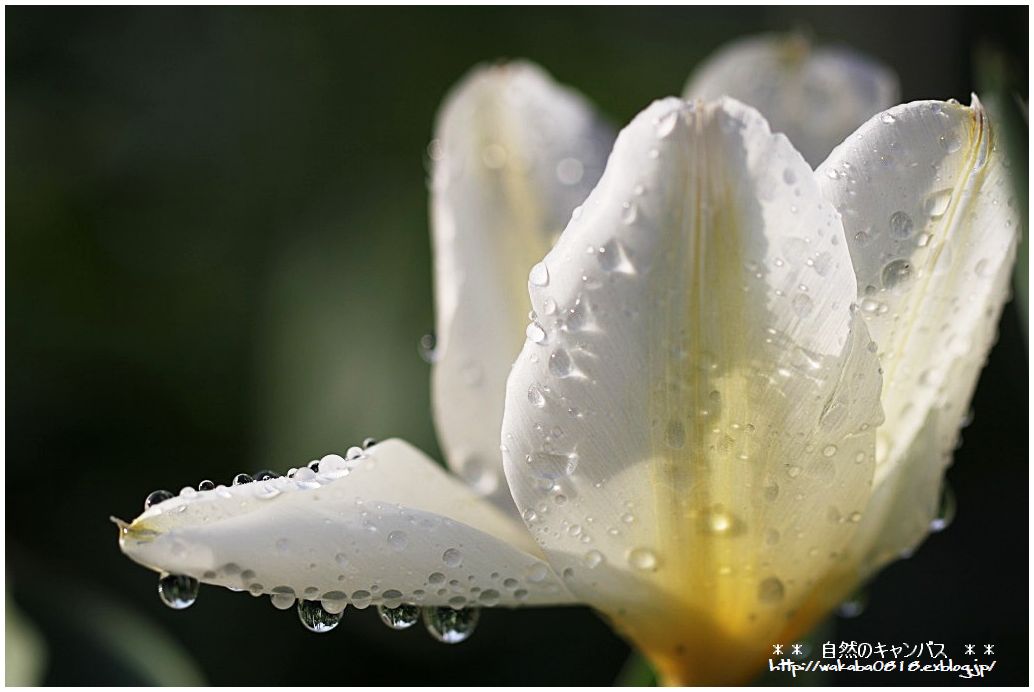 雨上がりの市民農園の花_e0052135_23236.jpg