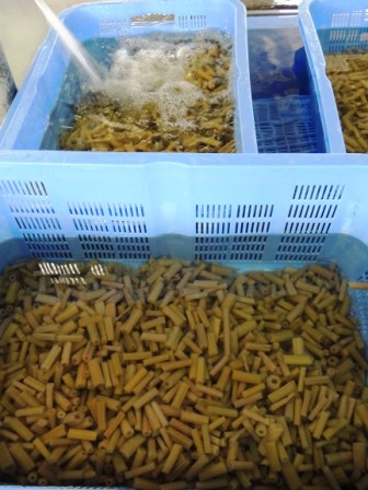 特産工場でつまみ喰い_b0206037_12505165.jpg