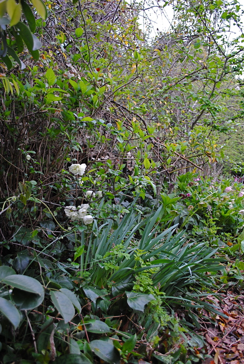d0101846_722413.jpg
