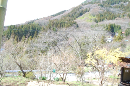 桜はいつ開花?_d0249047_1671212.jpg