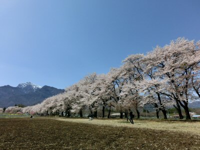 真原の桜並木も満開♪_f0019247_1851816.jpg