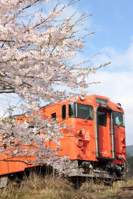 「里の桜（はな）、春の嵐もなんのその！」　４月８日号_d0144549_19203754.jpg