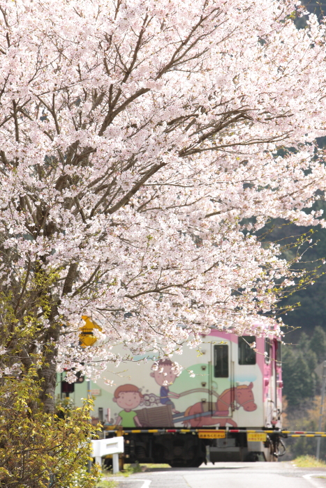 「里の桜（はな）、春の嵐もなんのその！」　４月８日号_d0144549_19365225.jpg