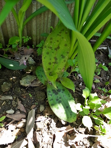 庭の気になる植物_a0100152_16192868.jpg