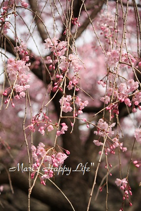 ピンクの桜が満開の時期に。_c0265752_1965869.jpg