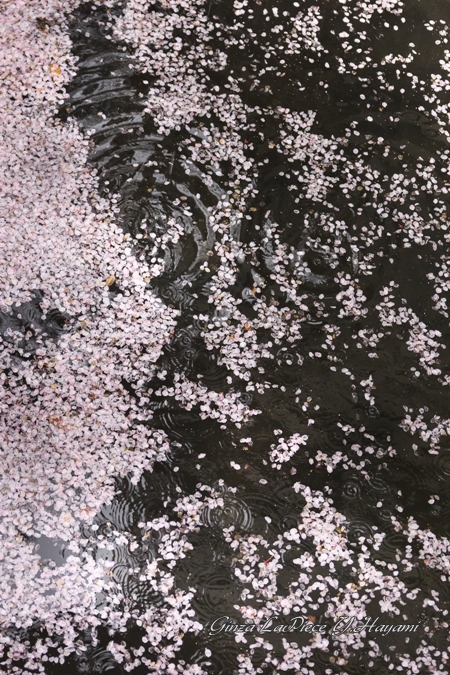 花のある風景　桜の季節の終わり　_b0133053_158112.jpg