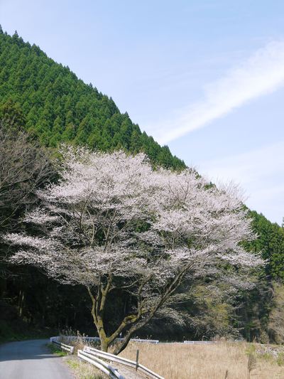 ここ(株式会社旬援隊)の春爛漫_a0254656_17323058.jpg