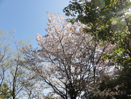 一番遅咲きのヤマザクラが満開です（運営委員会）　　in　　うみべの森_c0108460_22204513.jpg