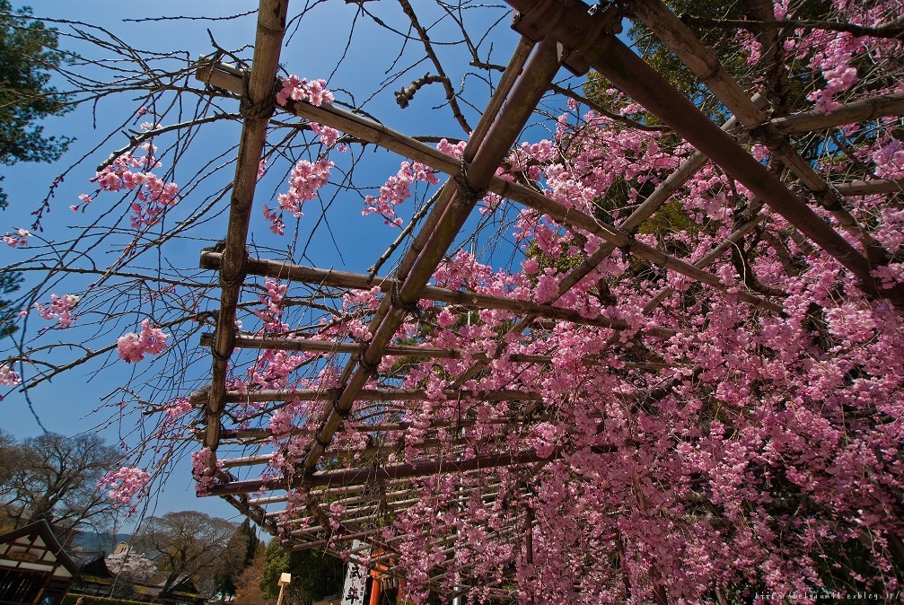 ２０１３桜～上賀茂神社_f0102363_18404178.jpg