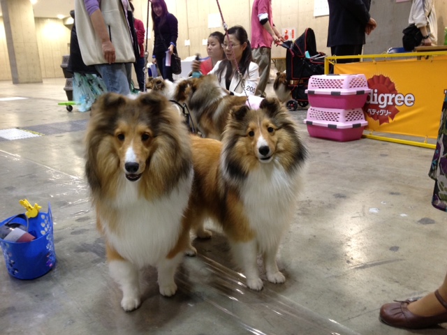 Japan international dog show 2013_f0126965_1814147.jpg