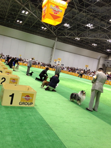 Japan international dog show 2013_f0126965_18154618.jpg