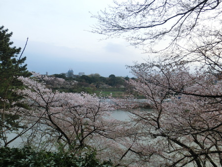 桜と焼き芋と豚玉焼_b0190666_223242100.jpg