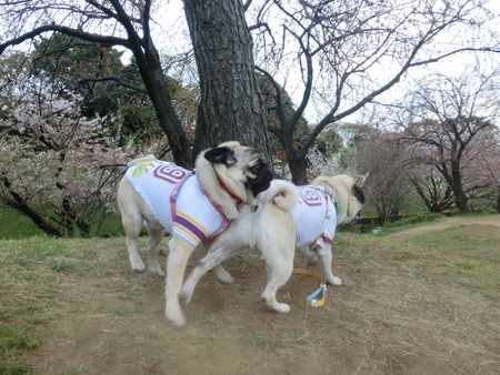 桜と焼き芋と豚玉焼_b0190666_22362418.jpg