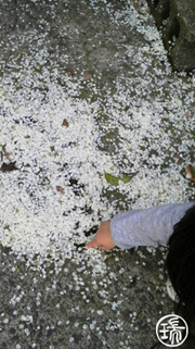 春の雪!?_d0255366_22794.jpg