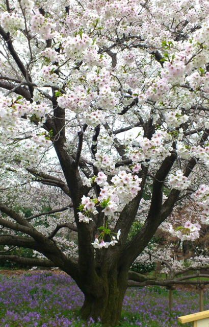 桜コレ・その２_b0184969_187461.jpg