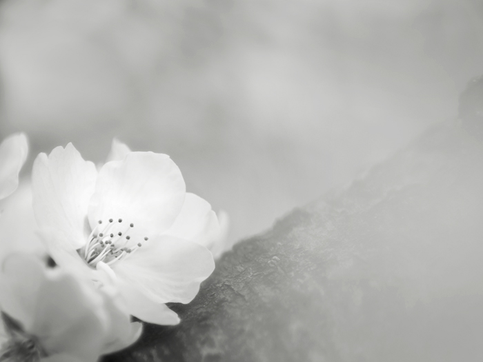 サクラ_a0161380_6392887.jpg