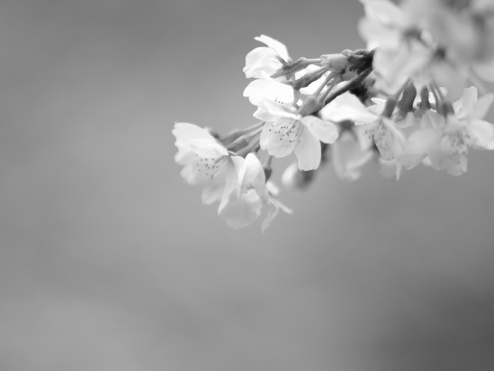 サクラ_a0161380_643153.jpg
