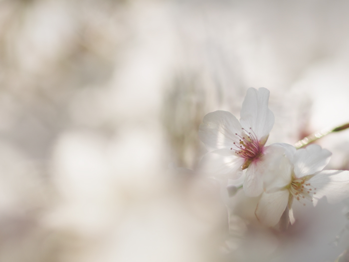 サクラ_a0161380_74846.jpg