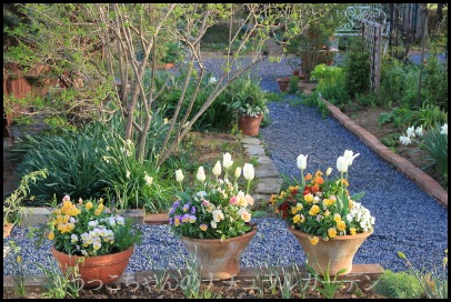 66☆沢山チューリップも咲いて☆ギッシリ詰まった☆大きい寄せ植えの鉢