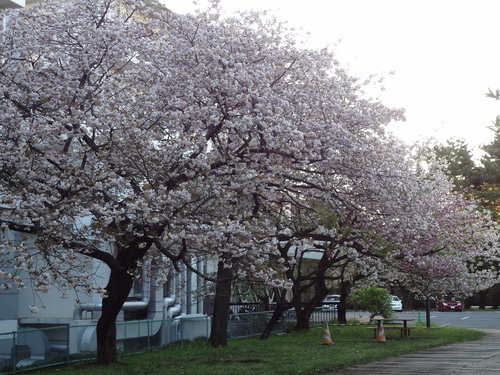 八重桜満開_f0189987_9592977.jpg