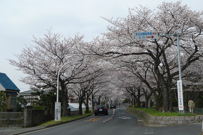 水元公園の桜と野鳥_a0127090_9532552.jpg