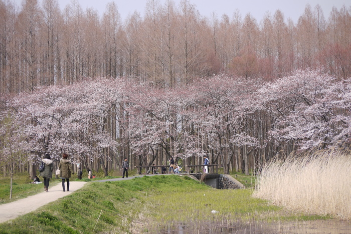 水元公園の桜と野鳥_a0127090_9552010.jpg
