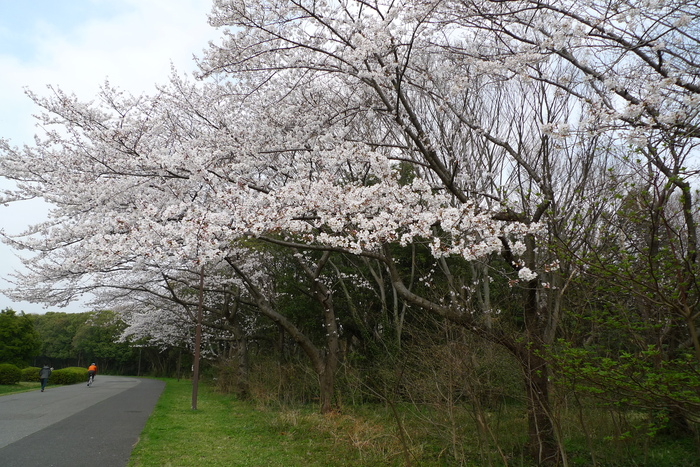 水元公園の桜と野鳥_a0127090_9573951.jpg