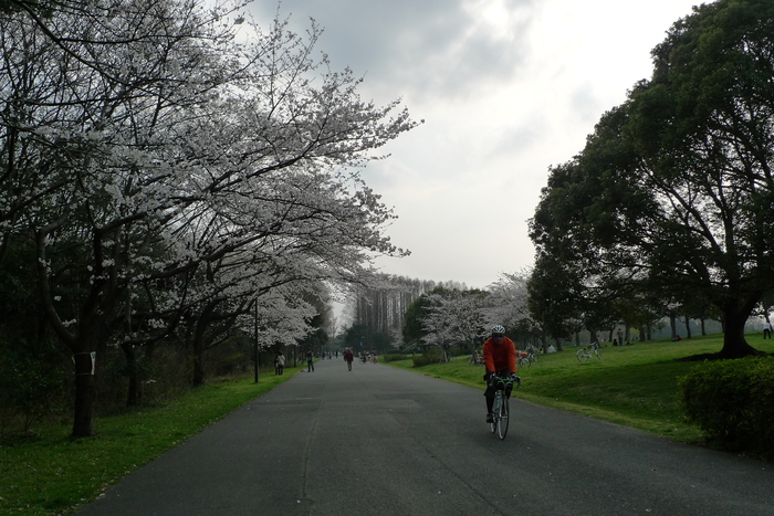 水元公園の桜と野鳥_a0127090_9574974.jpg