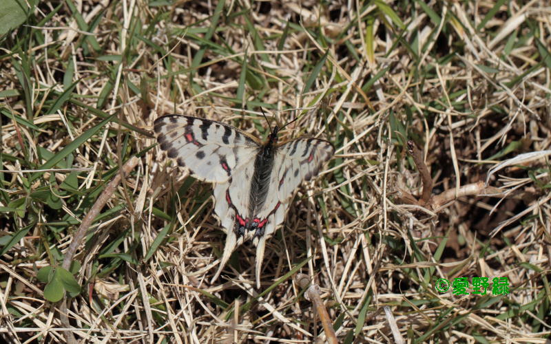 2013年04月08日 ホソオチョウin 所沢_c0048196_15333970.jpg