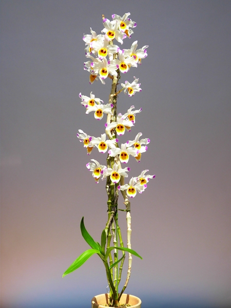 Dendrobium wardianum_a0267399_2224241.jpg