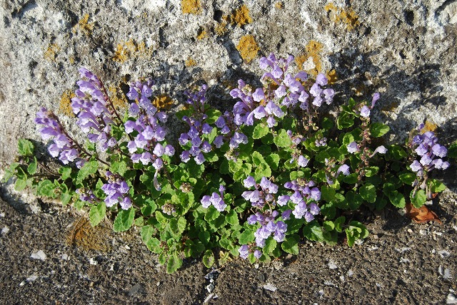 c0124100_031795.jpg