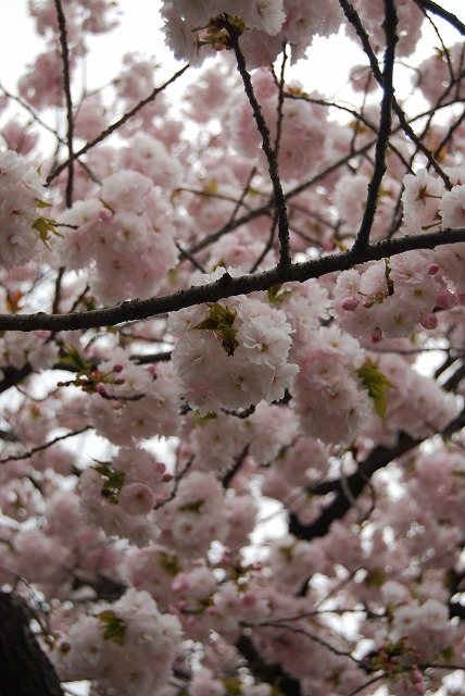 大河ドラマ『八重の桜』観てますよ。_c0124100_2318277.jpg