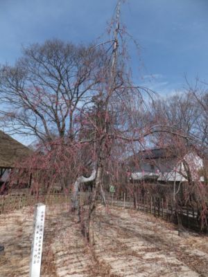 小諸市懐古園の桜の開花情報（平成２５年４月７日ソメイヨシノ開花より４月２８日まで）_e0304702_17495591.jpg